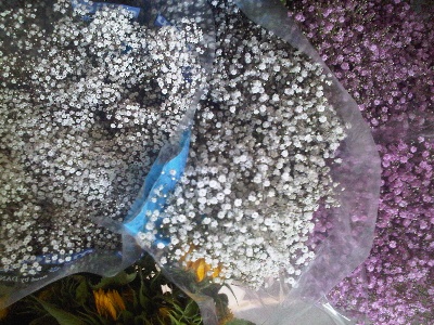 English Gypsophilia